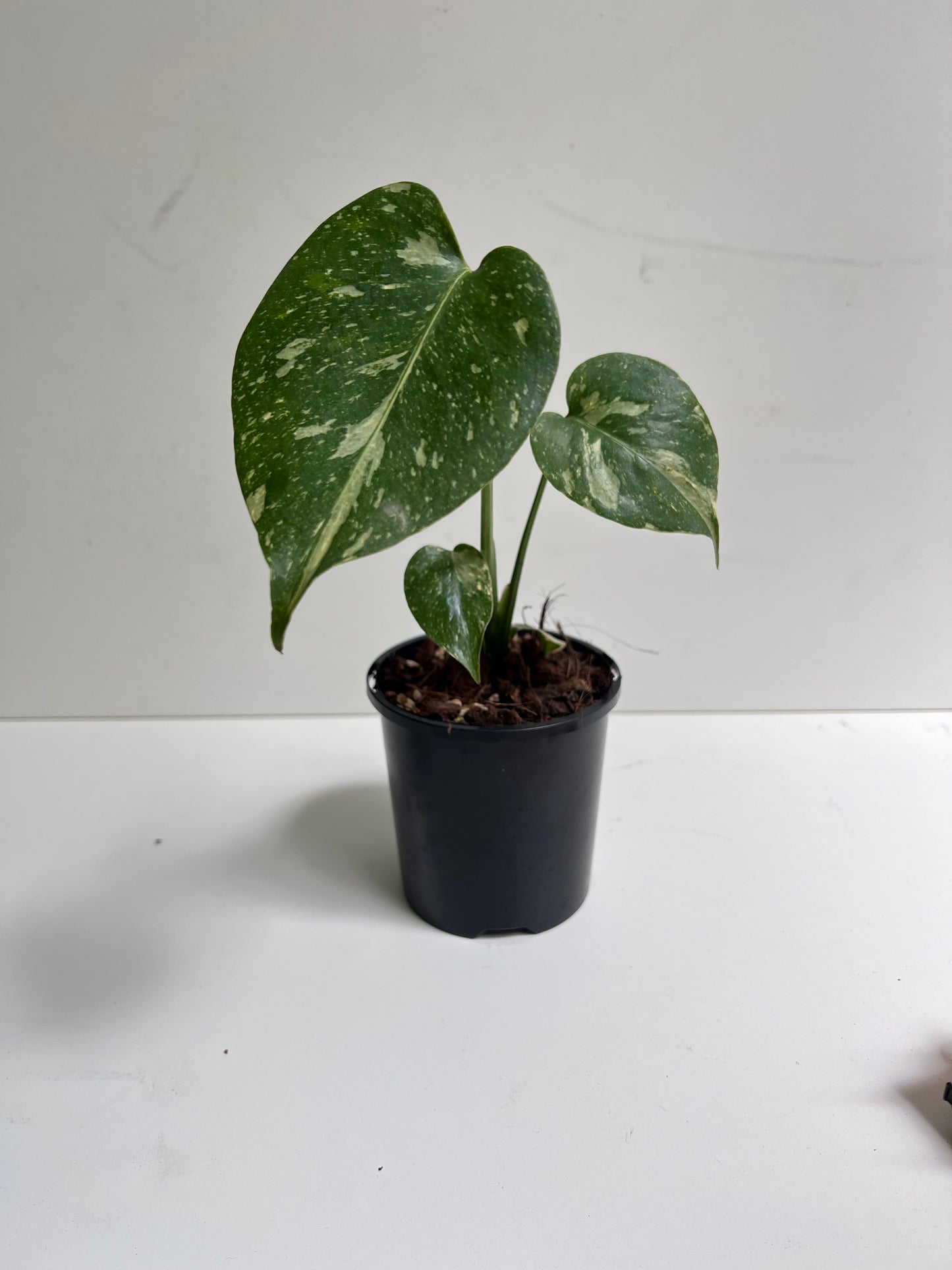 Monstera Thai Constellation