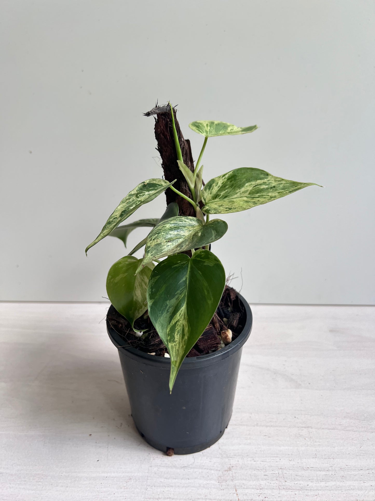 Philodendron Hederaceum Heart Leaf Variegated