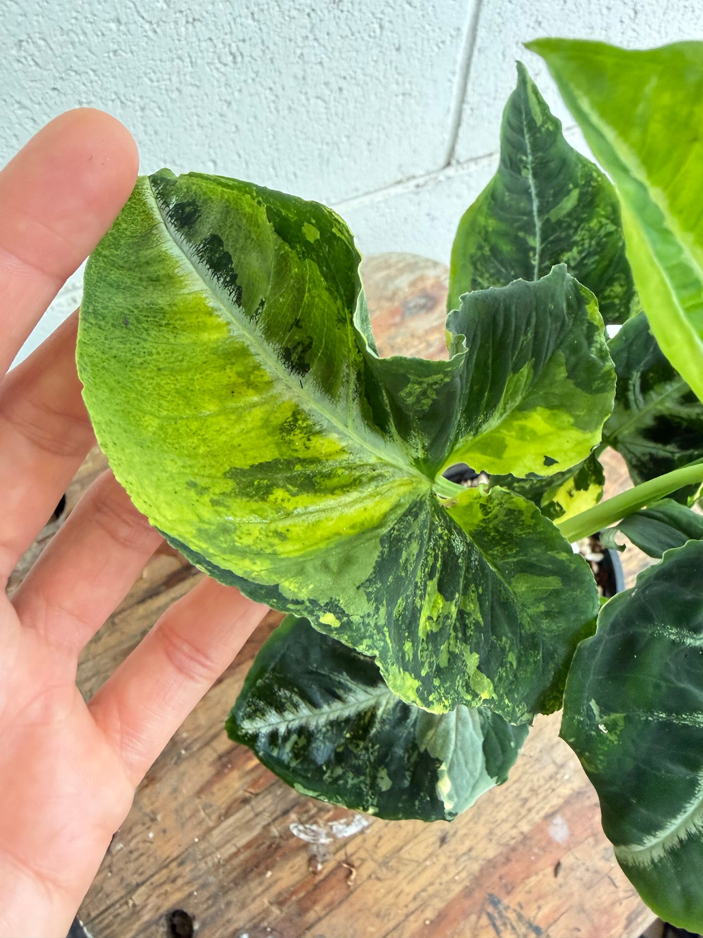 Syngonium Scrambled Eggs