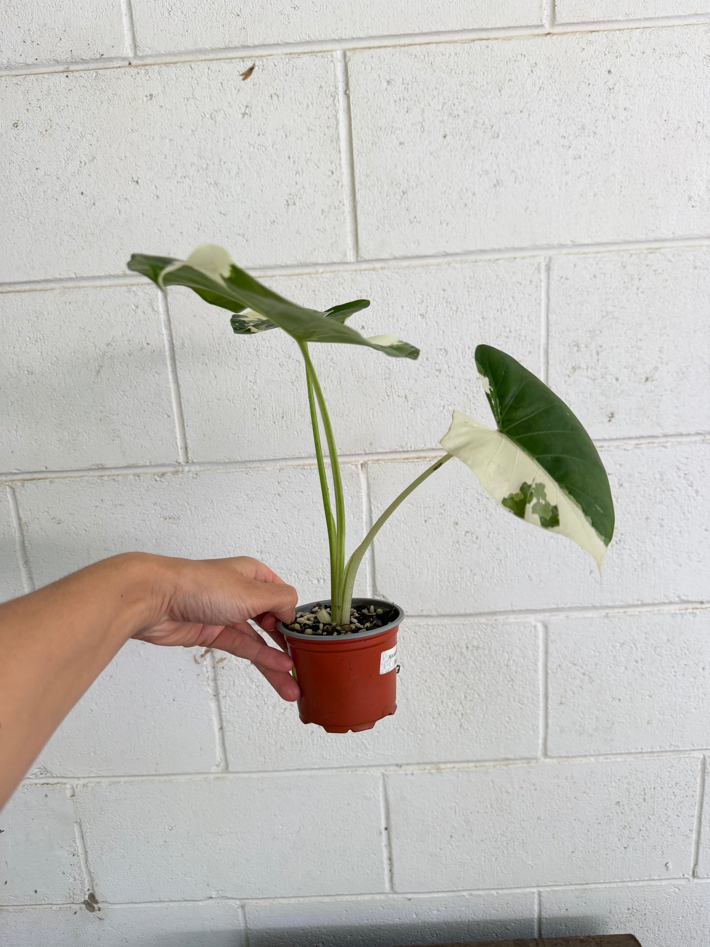 Alocasia macrorrhizos 'Variegata' Giant Elephant Ear