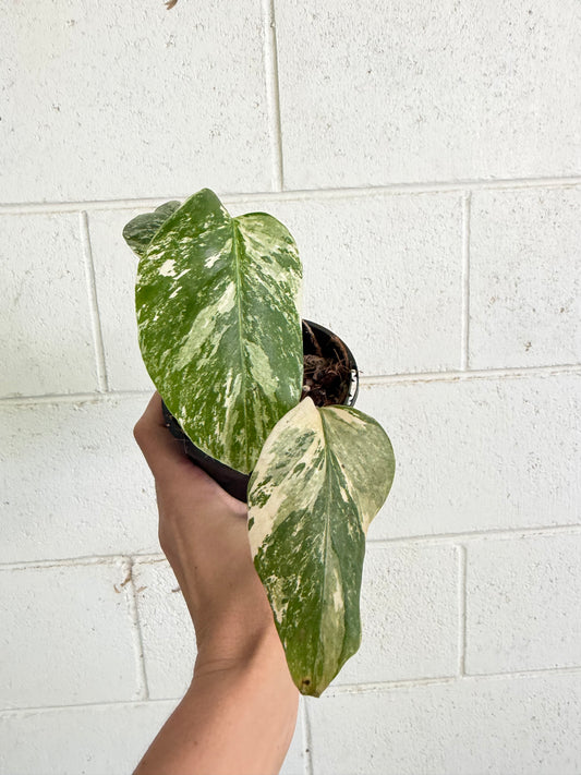 Monstera Borsigiana Variegated