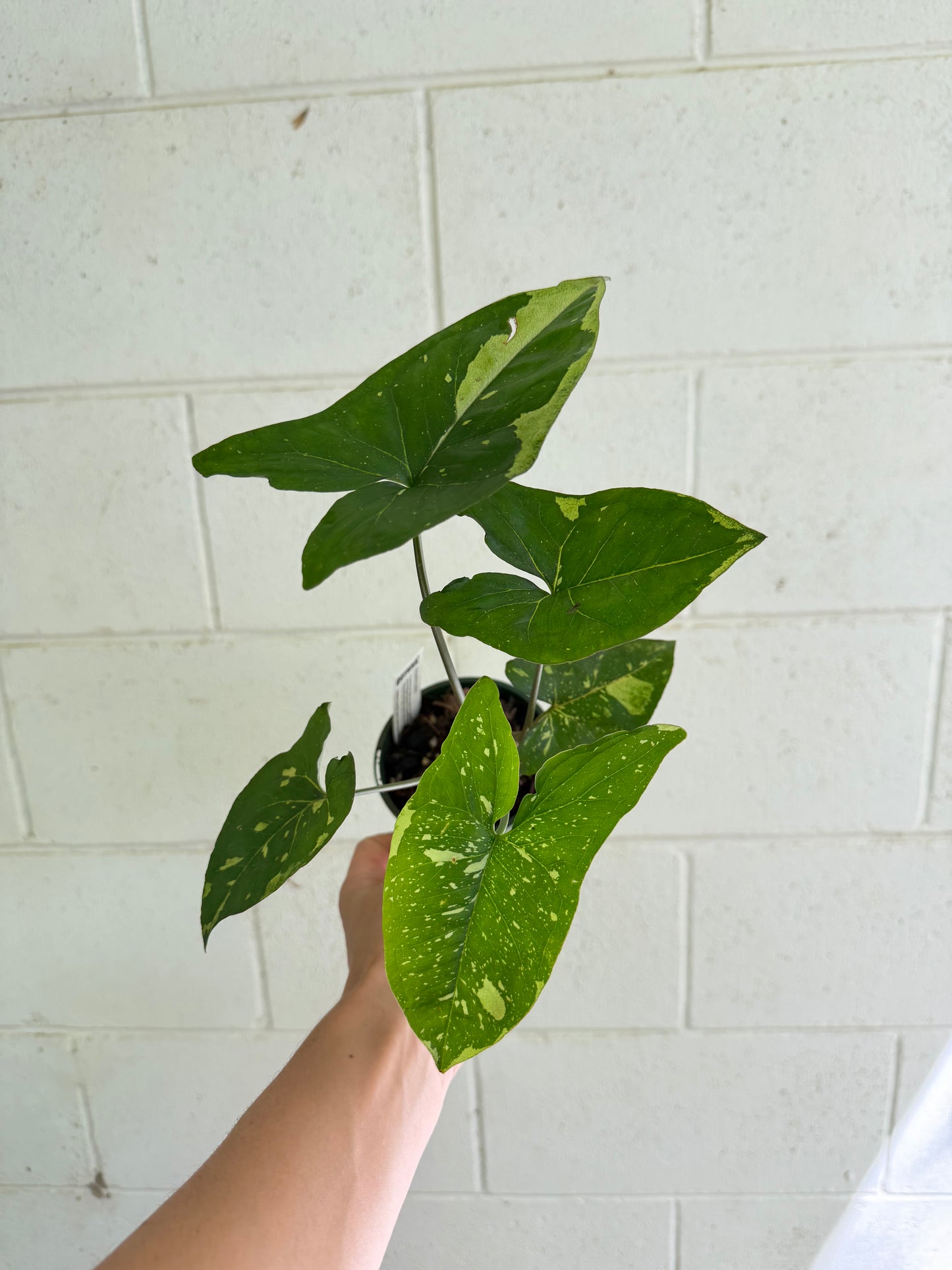 Syngonium Panda highly variegated. Houseplant & Indoor Plant Gifts Australia