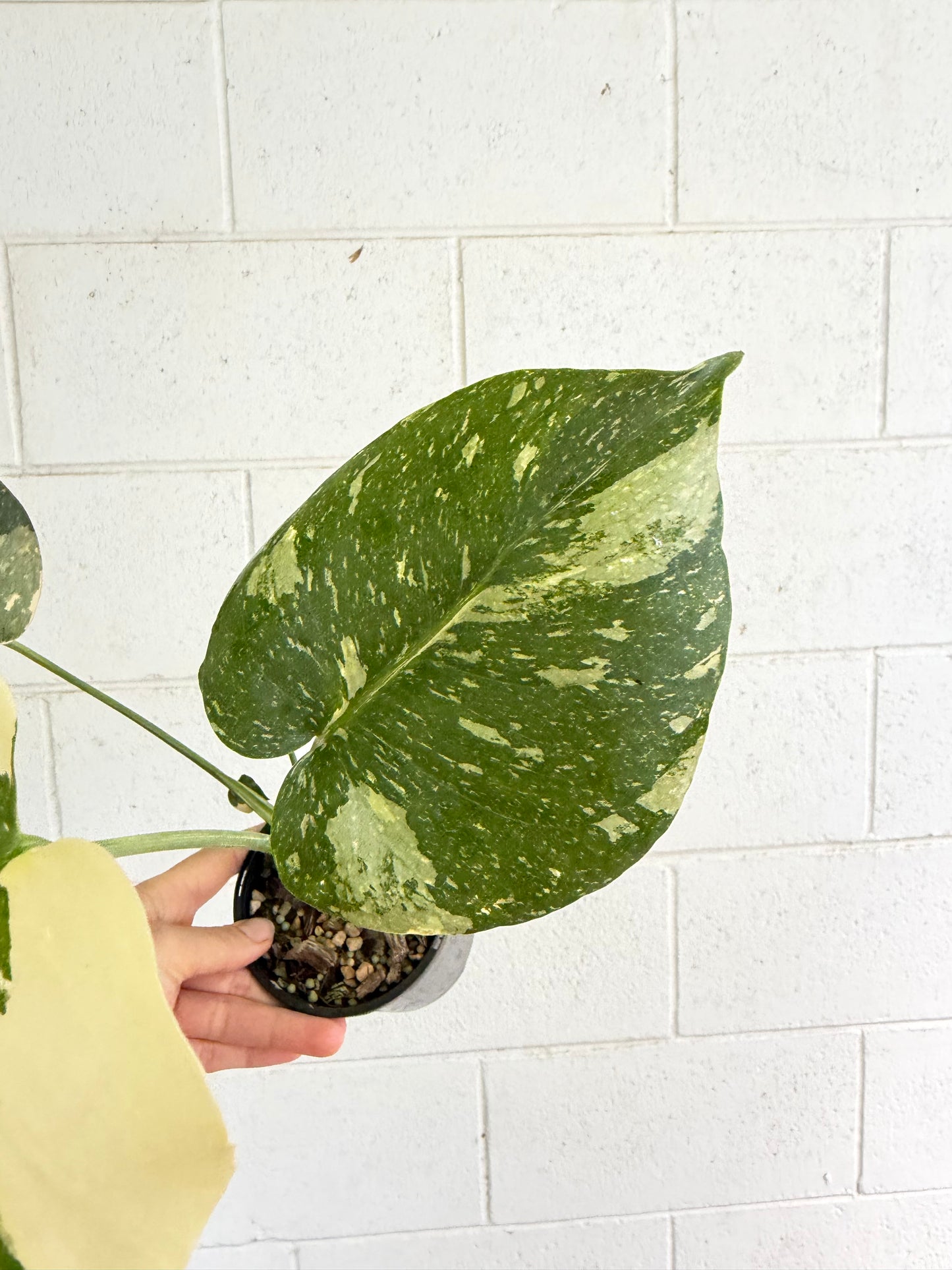 Monstera Thai Constellation