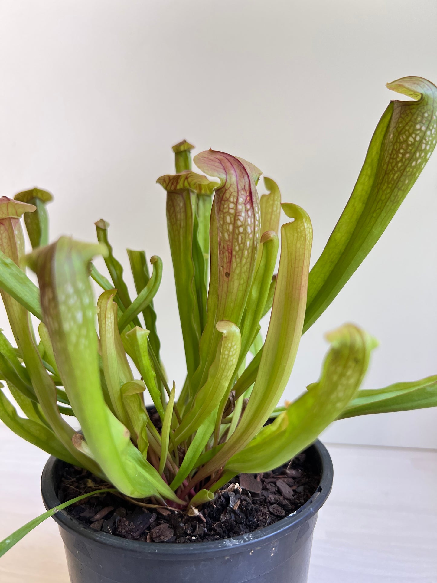 Sarracenia species, tall form