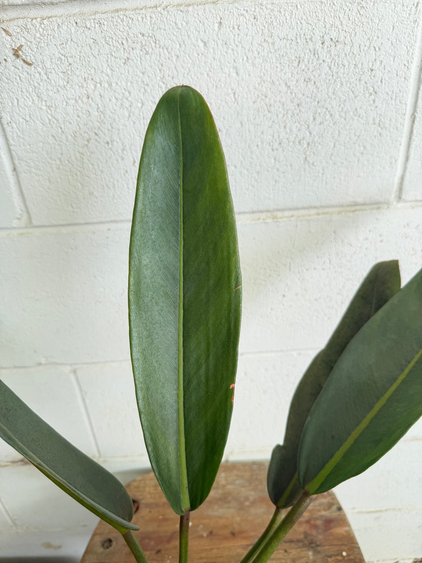 Philodendron Callosum