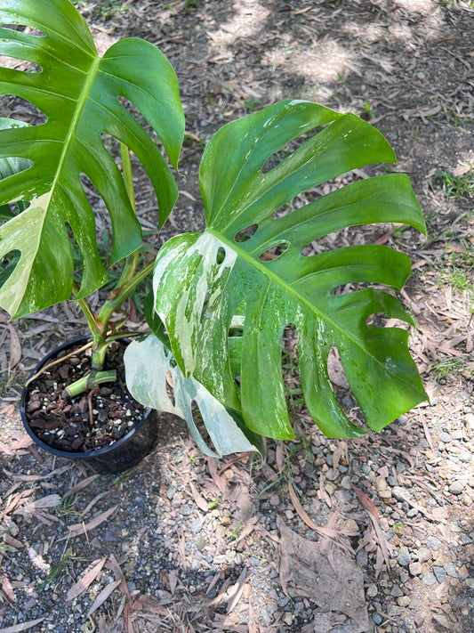 Monstera Borsigiana Albo E