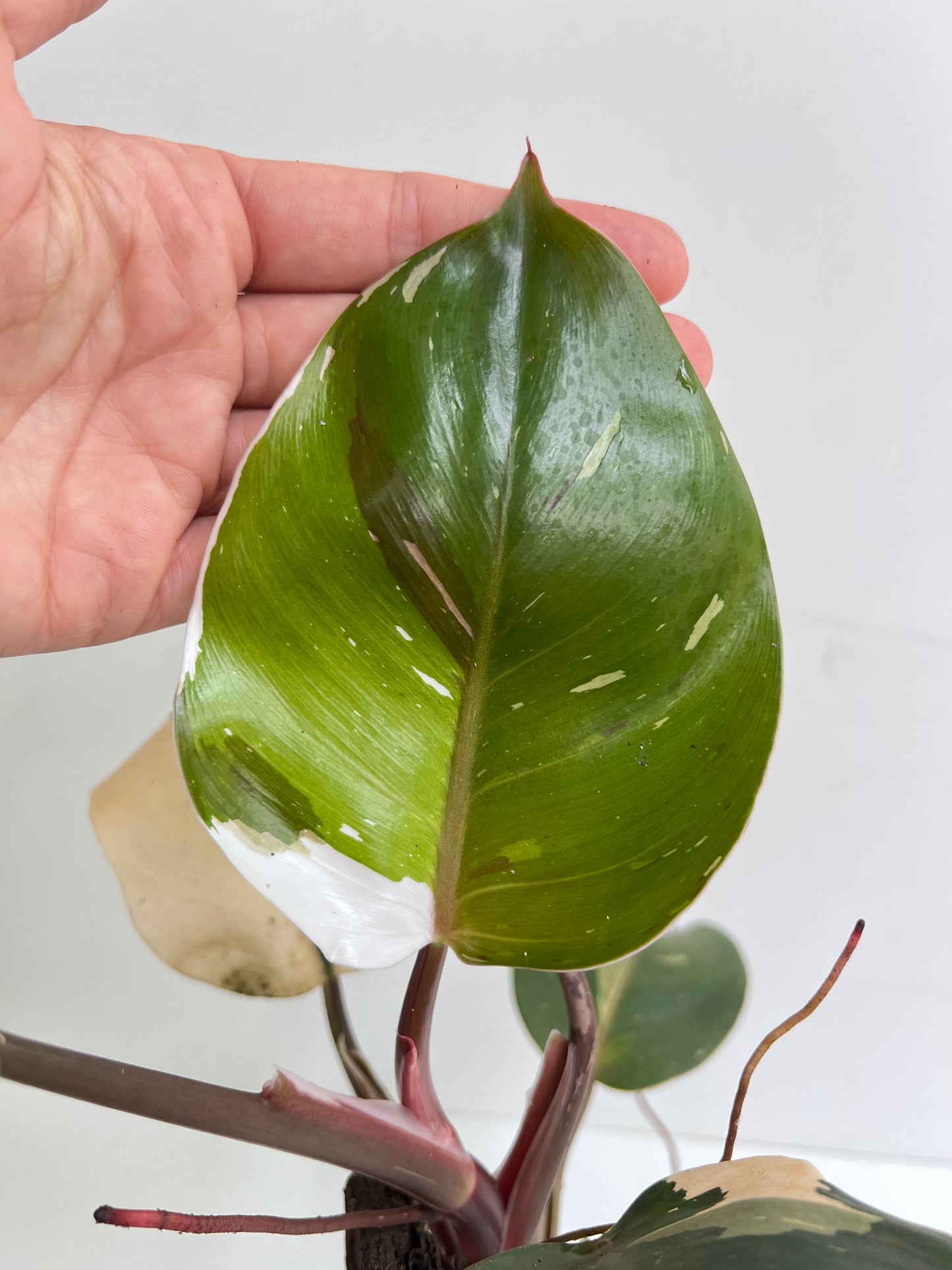 Philodendron Spartacus