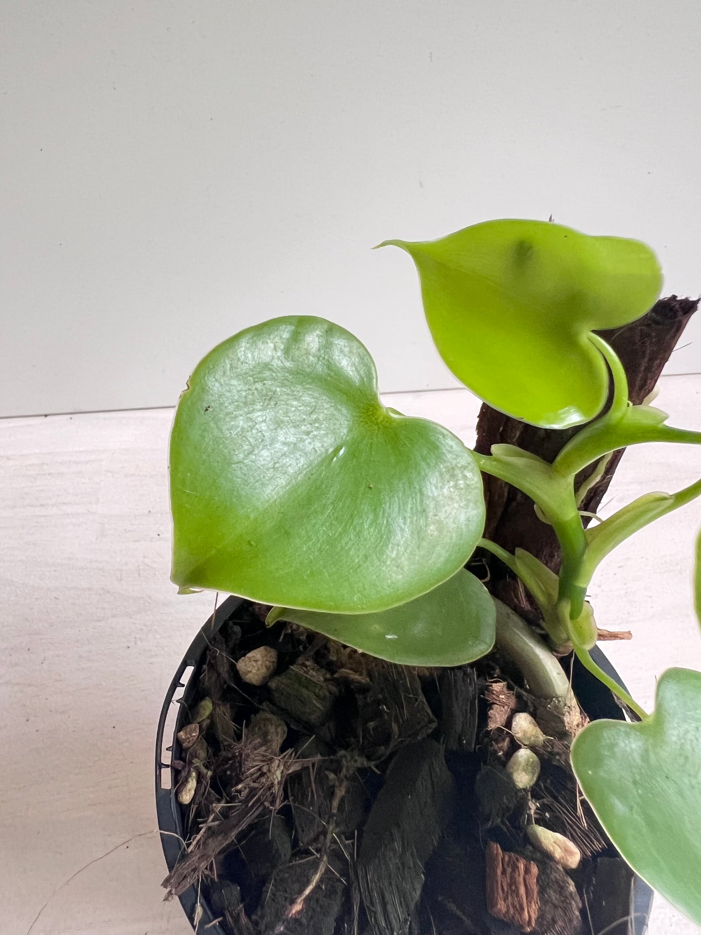 Philodendron Grazielae