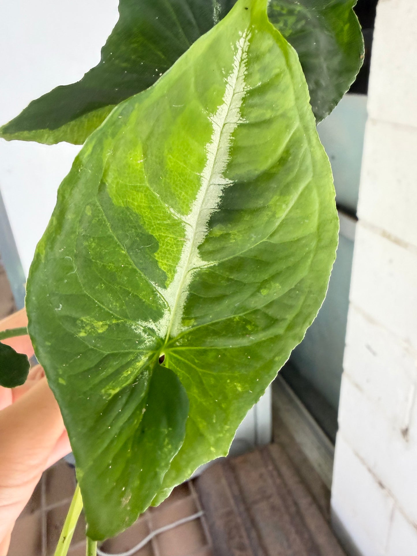 Syngonium Scrambled Eggs