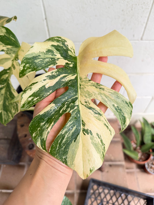 Monstera Borsigiana Variegated - Small-Medium & highly variegated