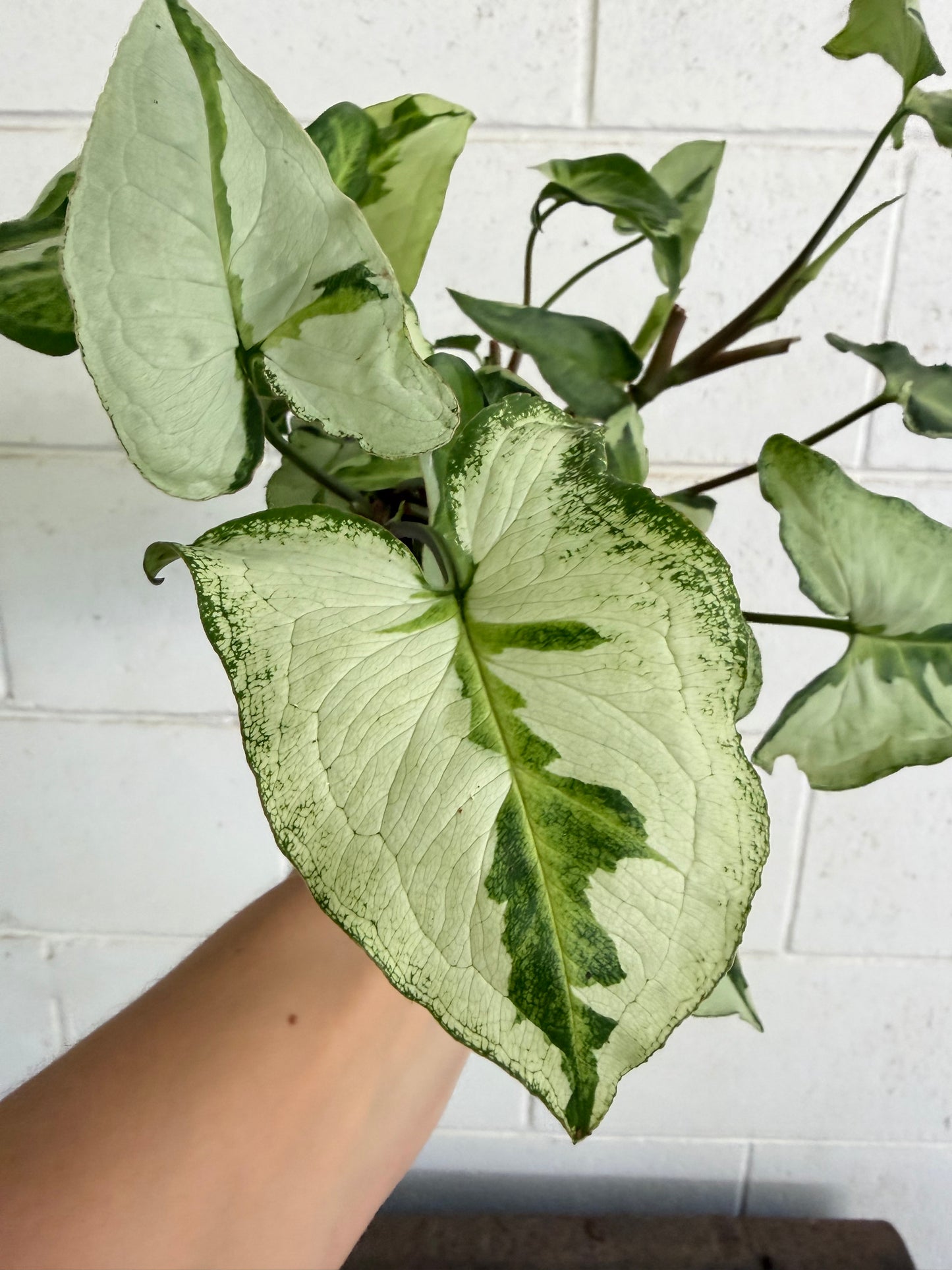 Syngonium Three Kings