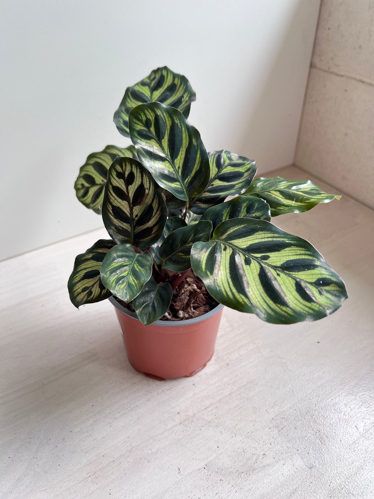 Calathea makoyana