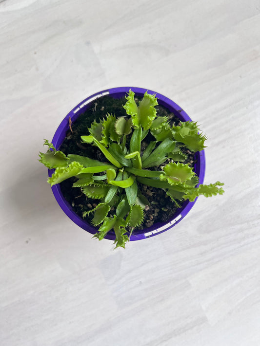 Venus Flytrap Chinese Dumpling