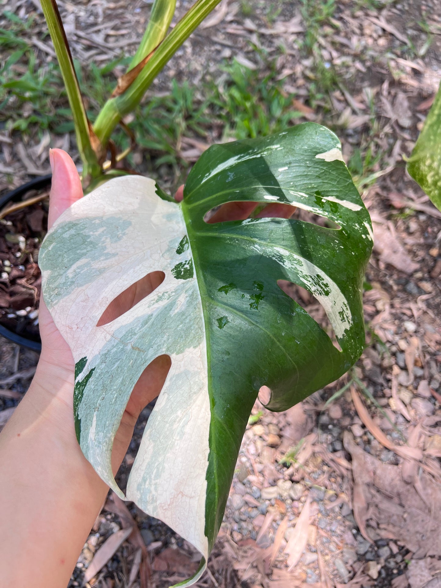 Monstera Borsigiana Albo E