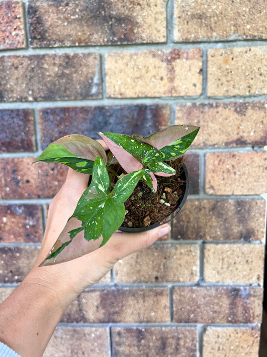 Syngonium Red Spot Tricolor
