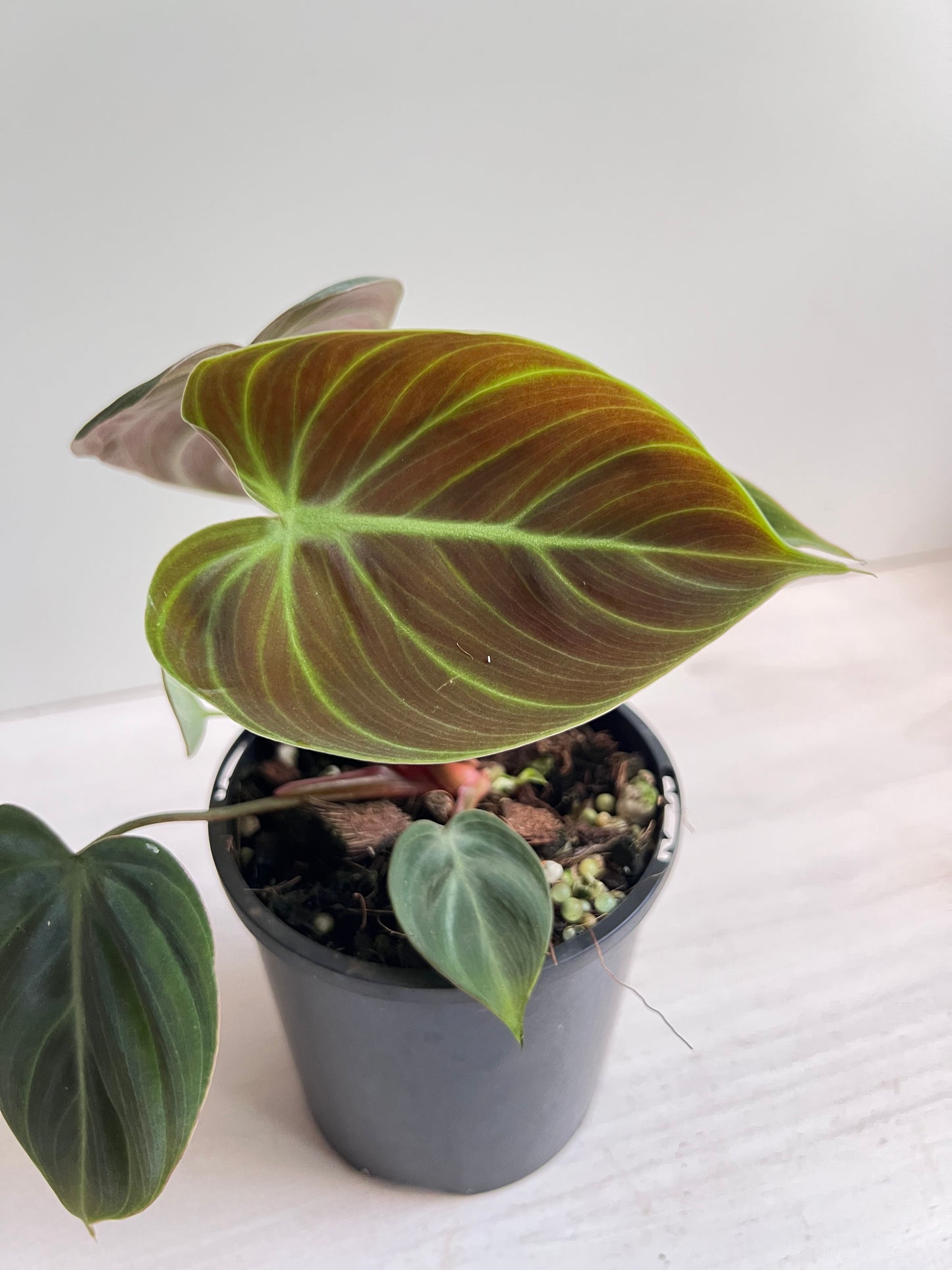 Philodendron Rubrijuvenile 'El Choco Red'