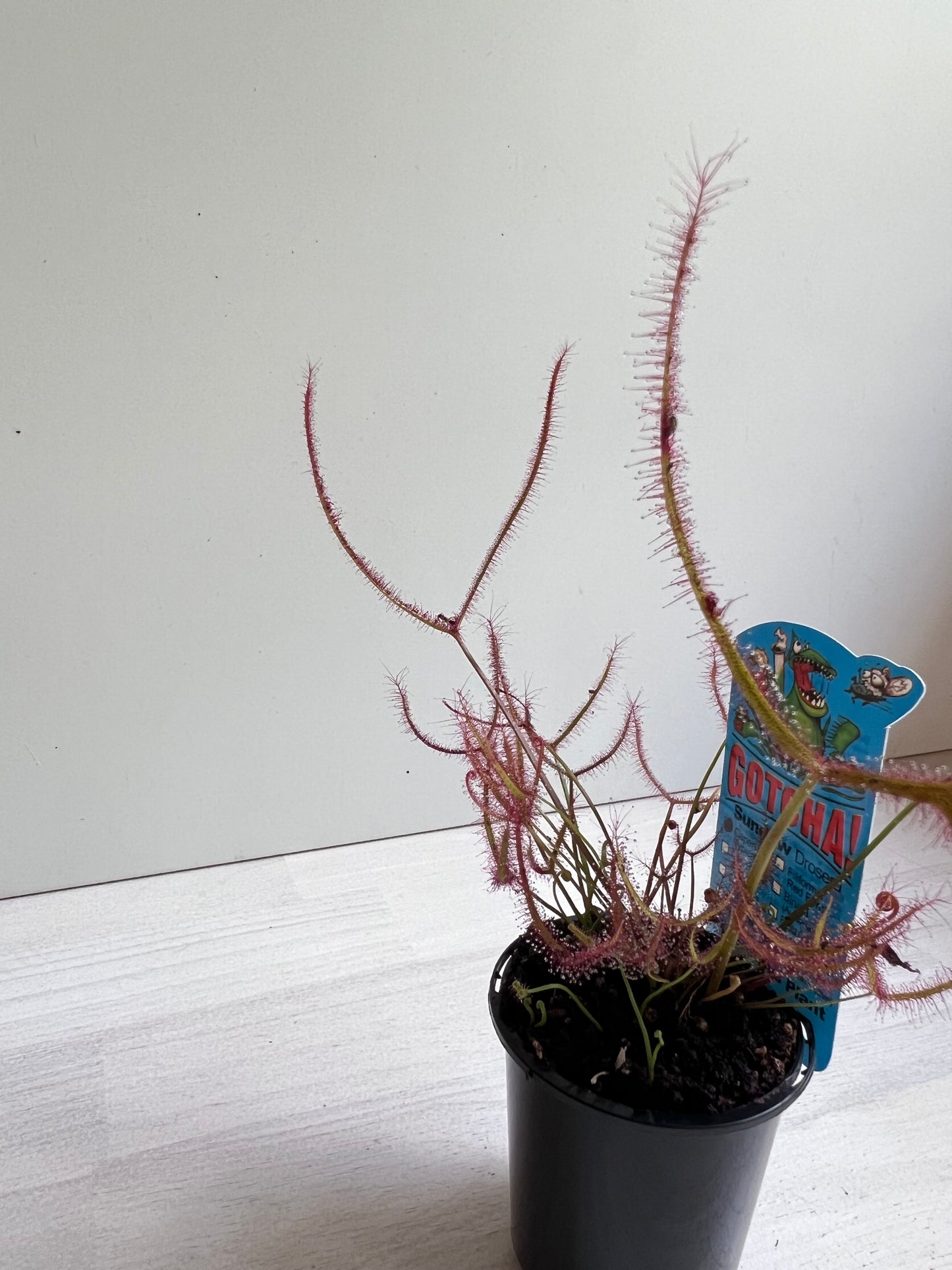 Drosera (Sundew) ‘Binata’ - Australian Native