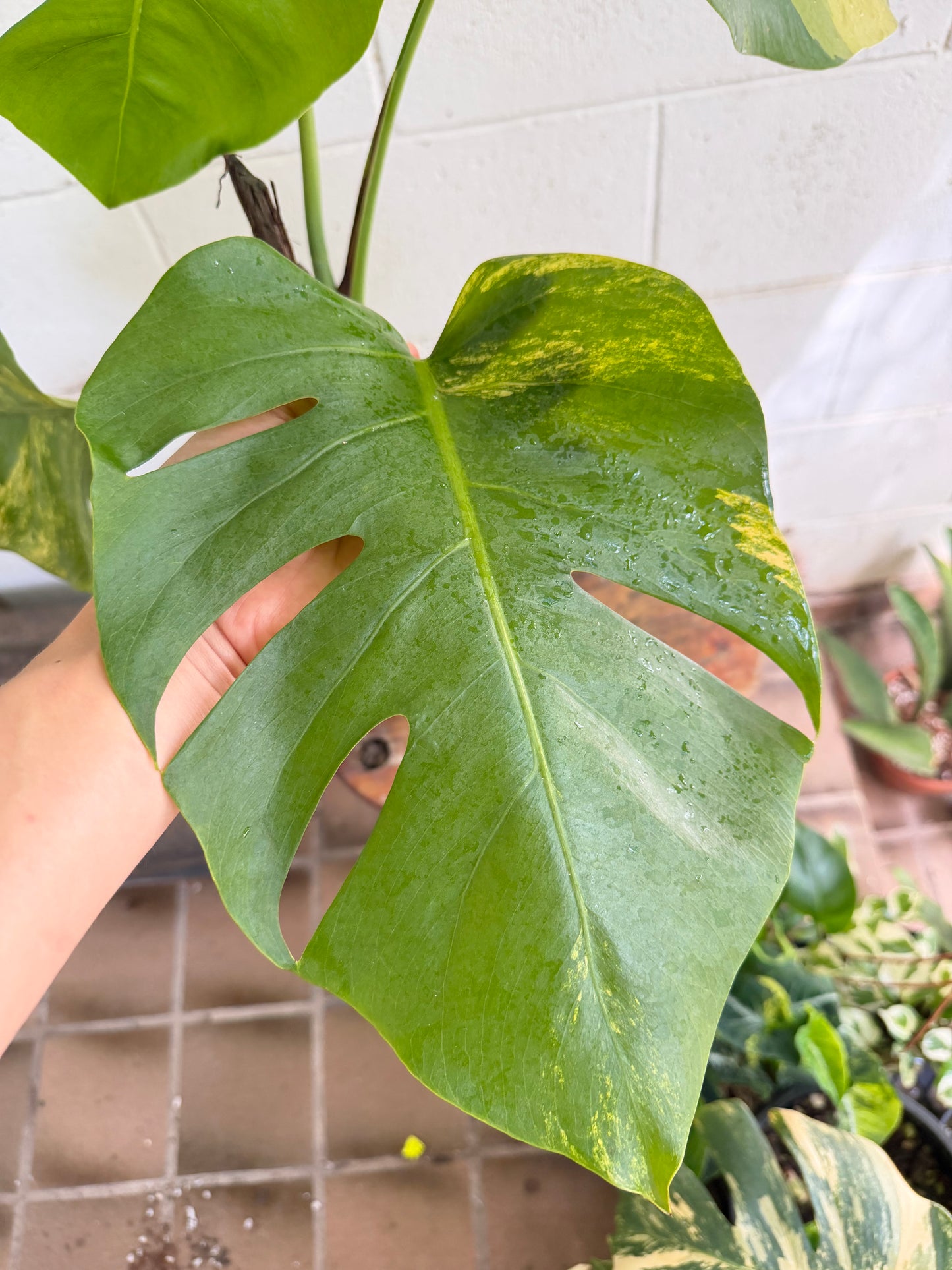 Monstera Borsigiana Aurea Variegated