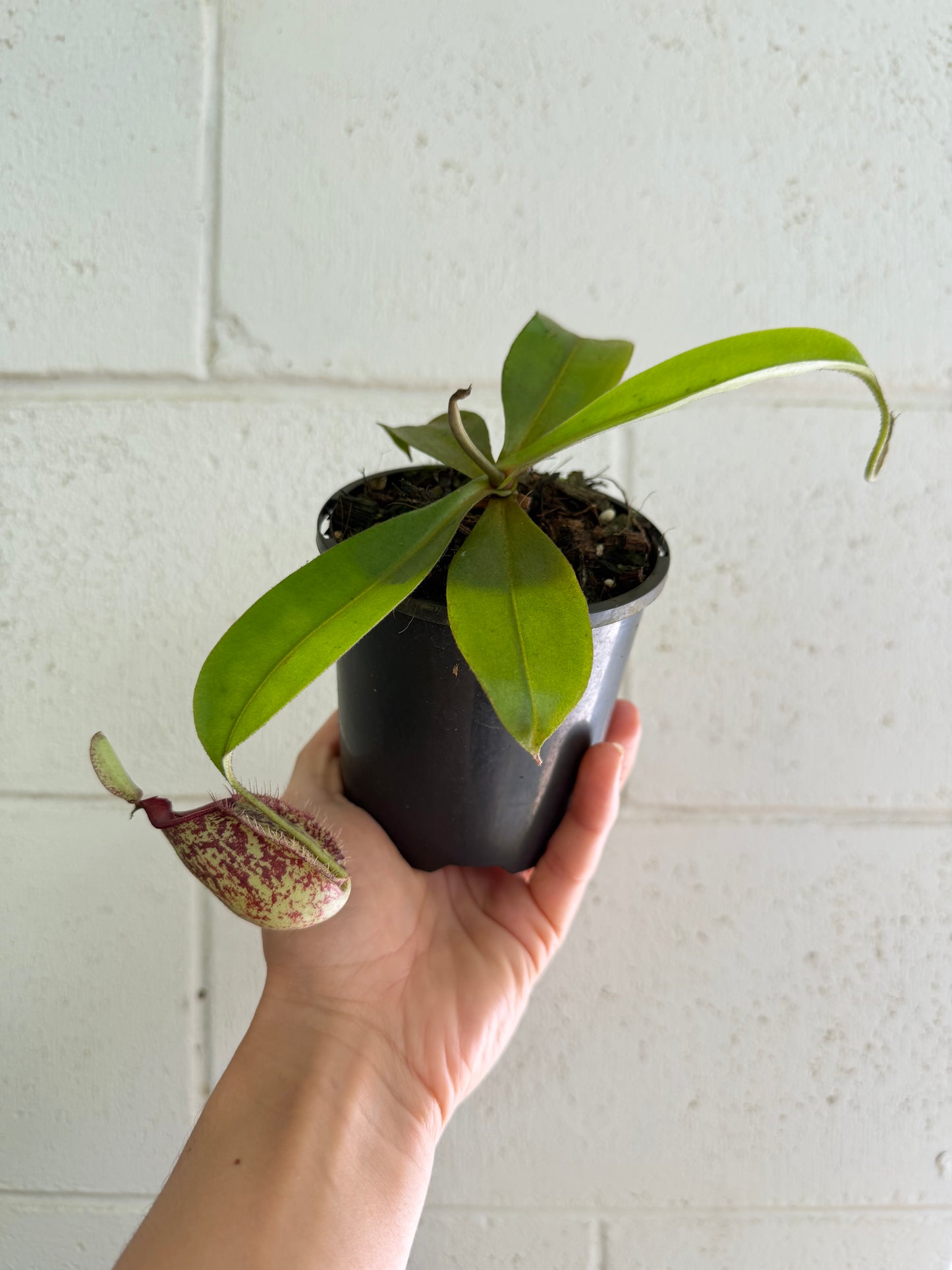 Nepenthes 'hookeriana' (Pitcher Plant 'hookeriana'), 100mm