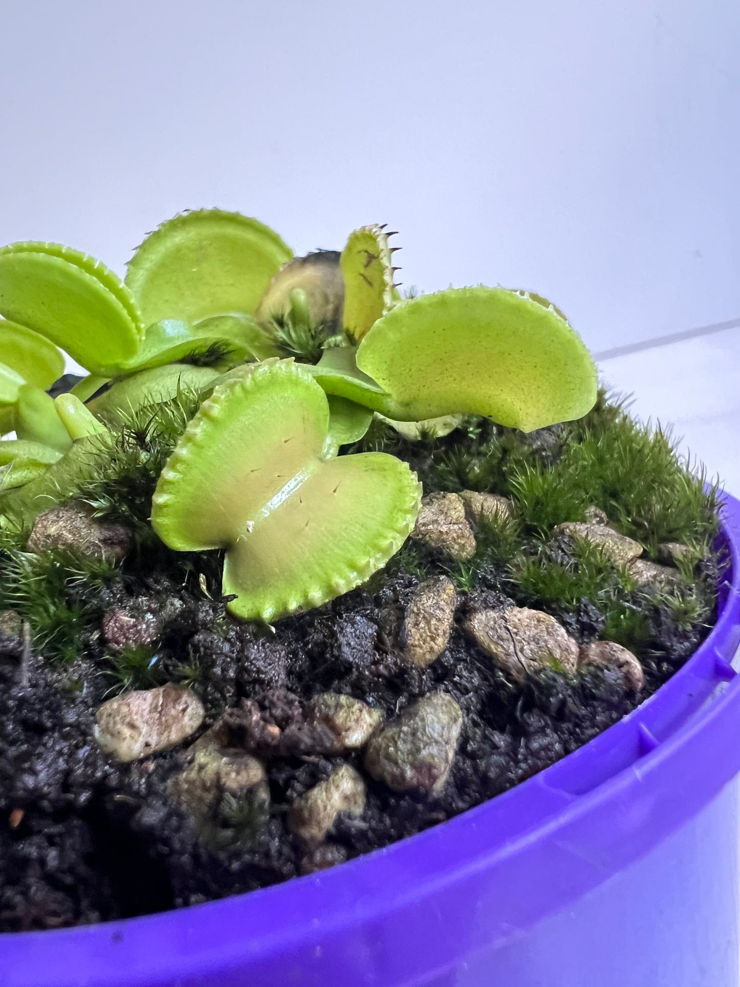 Venus Flytrap Coquillage