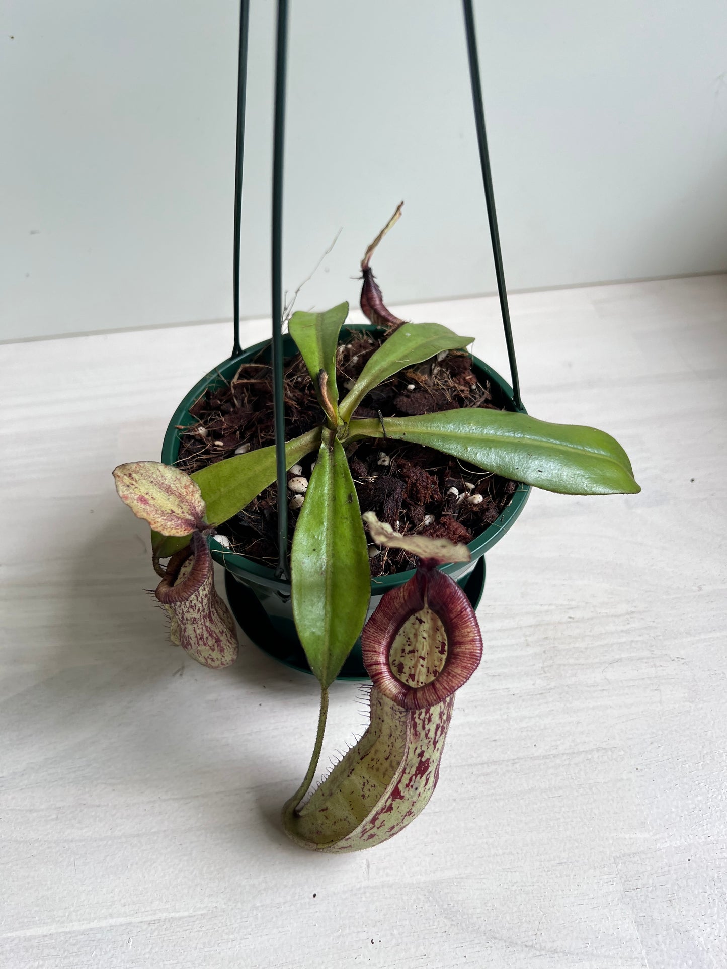 Nepenthes Dyeriana