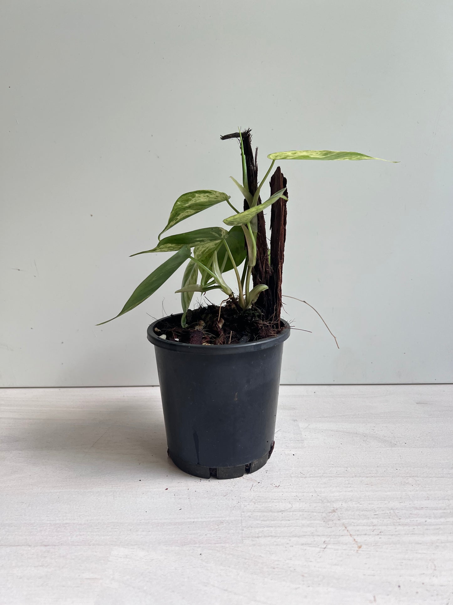 Philodendron Hederaceum Heart Leaf Variegated