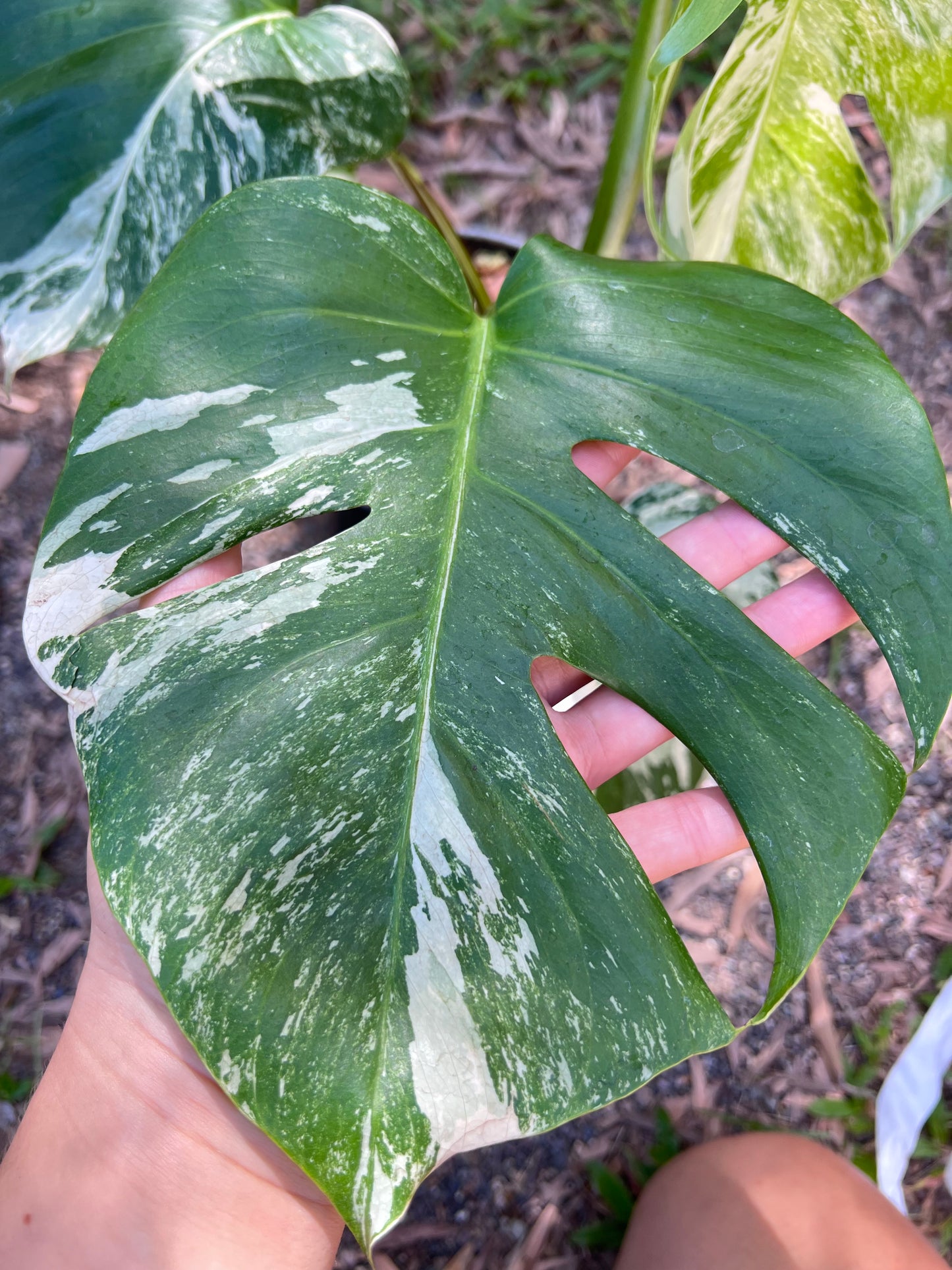 Monstera Borsigiana Albo U