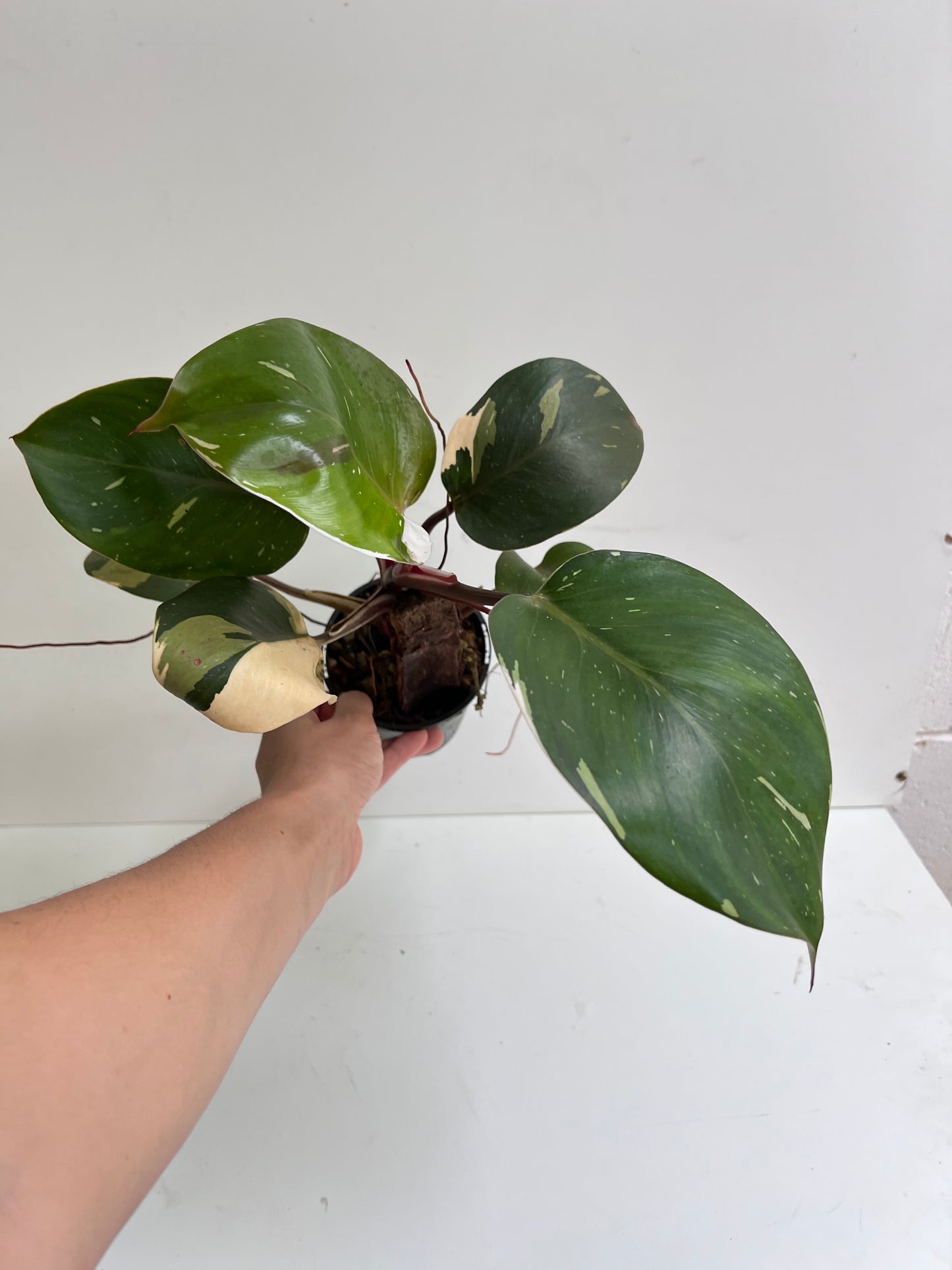 Philodendron Spartacus