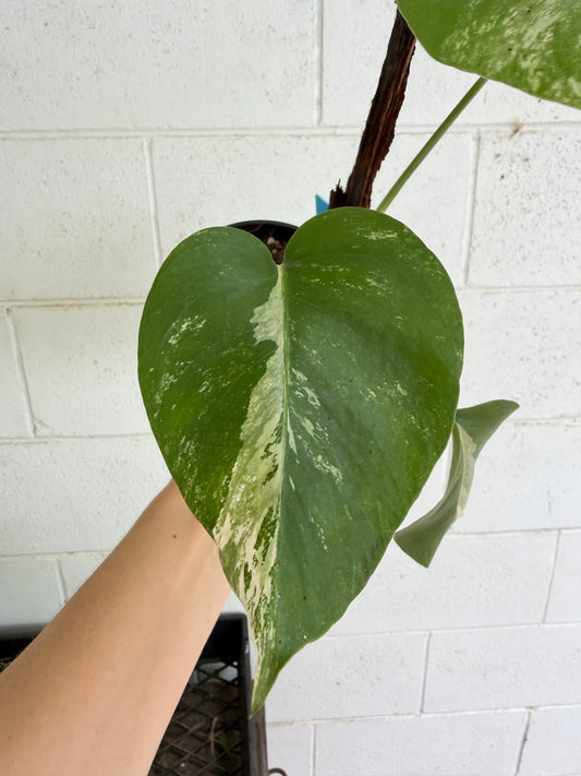 Monstera Borsigiana Variegated