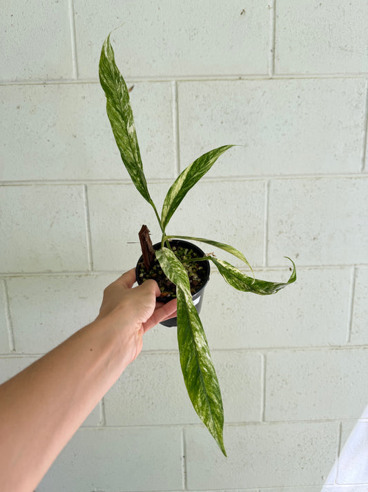 Rhaphidophora Megasperma