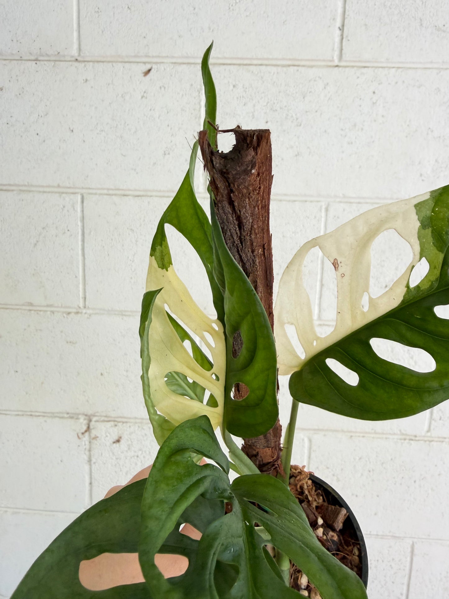 Monstera Adansonii variegated  - Indoor Plants & Rare Houseplant gifts Australia