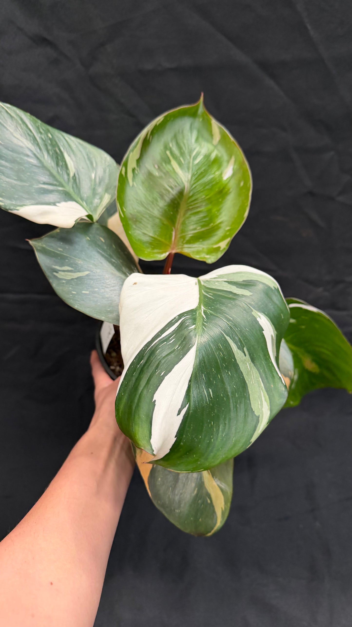 Philodendron Spartacus