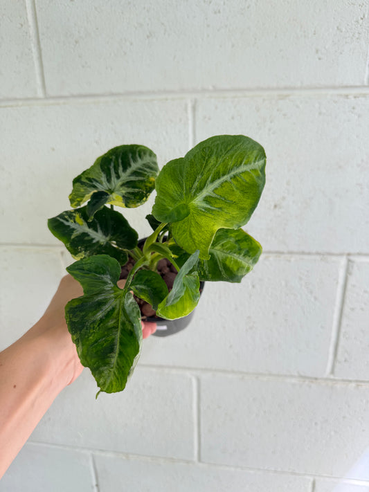 Syngonium Scrambled Eggs