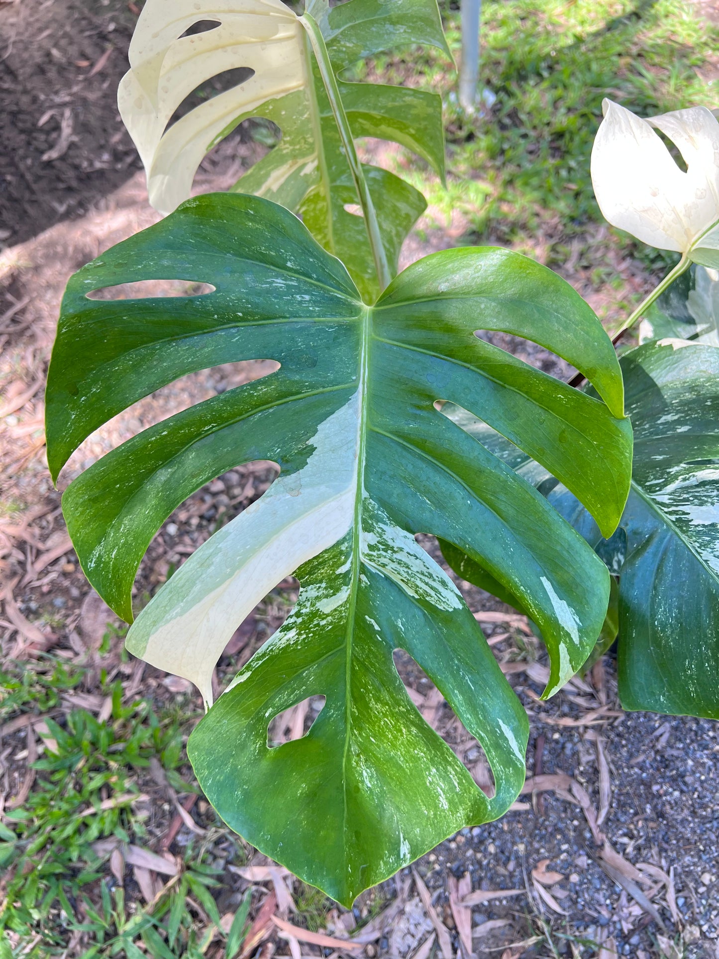 Monstera Borsigiana Albo C