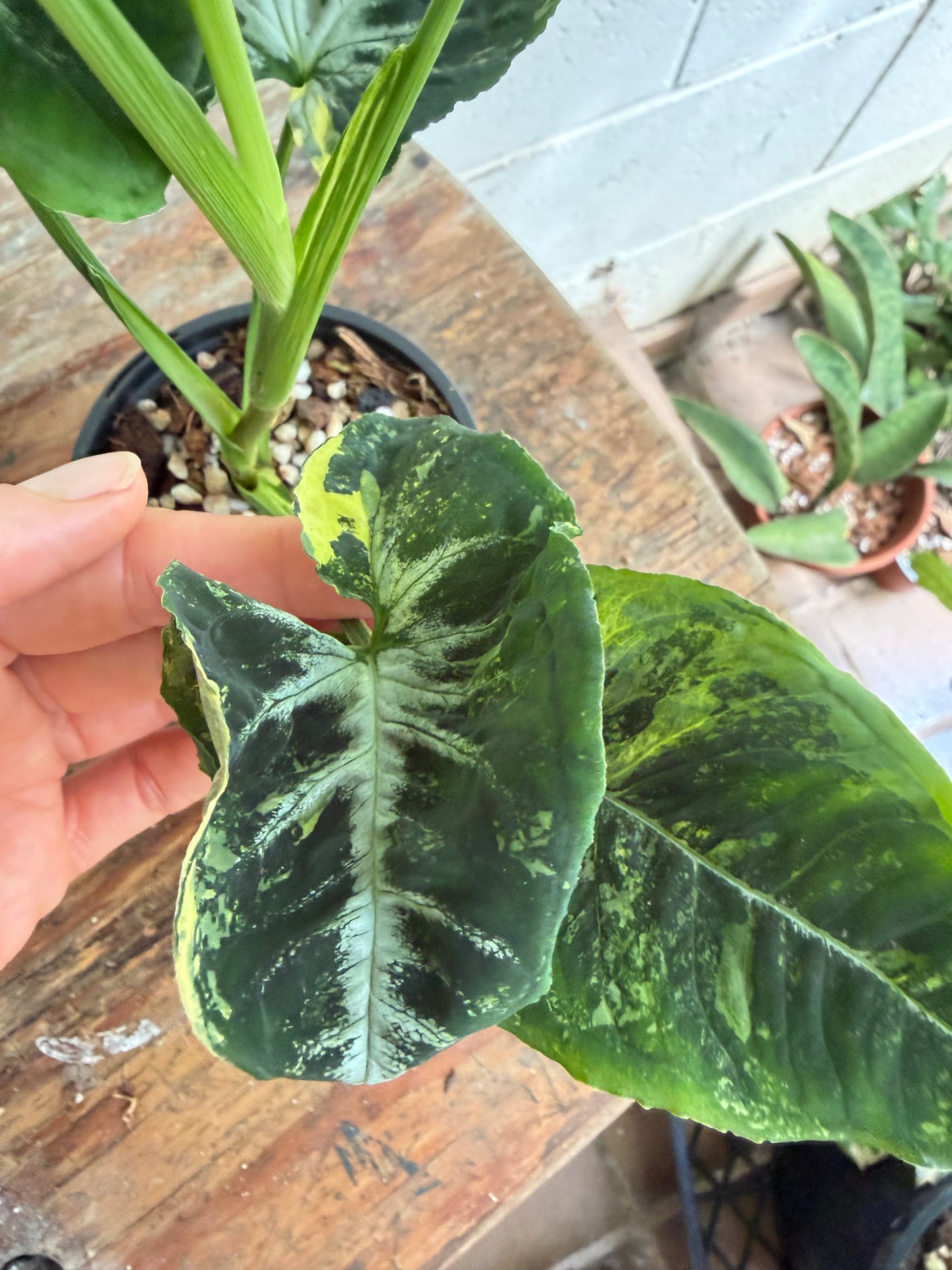 Syngonium Scrambled Eggs