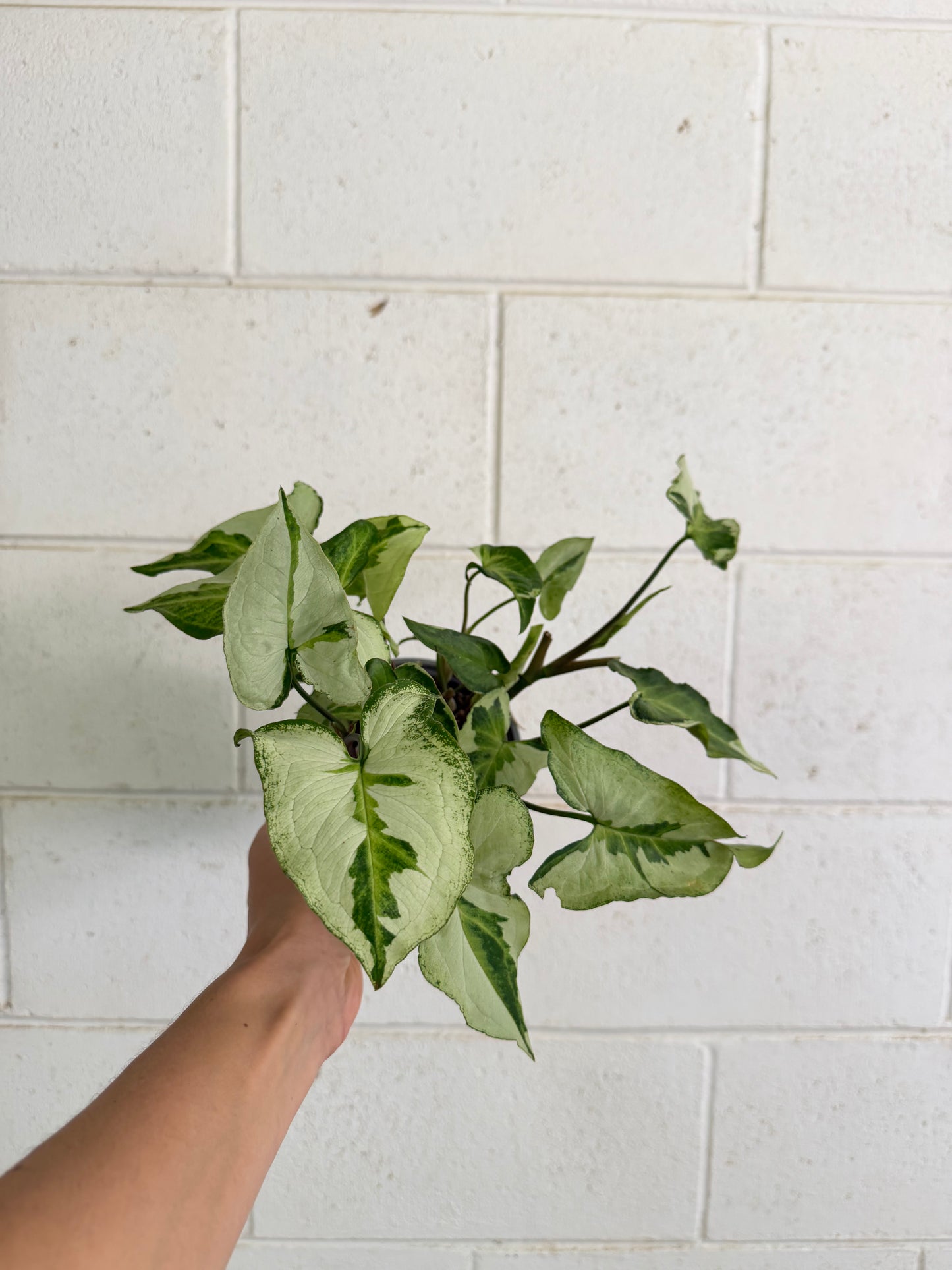 Syngonium Three Kings