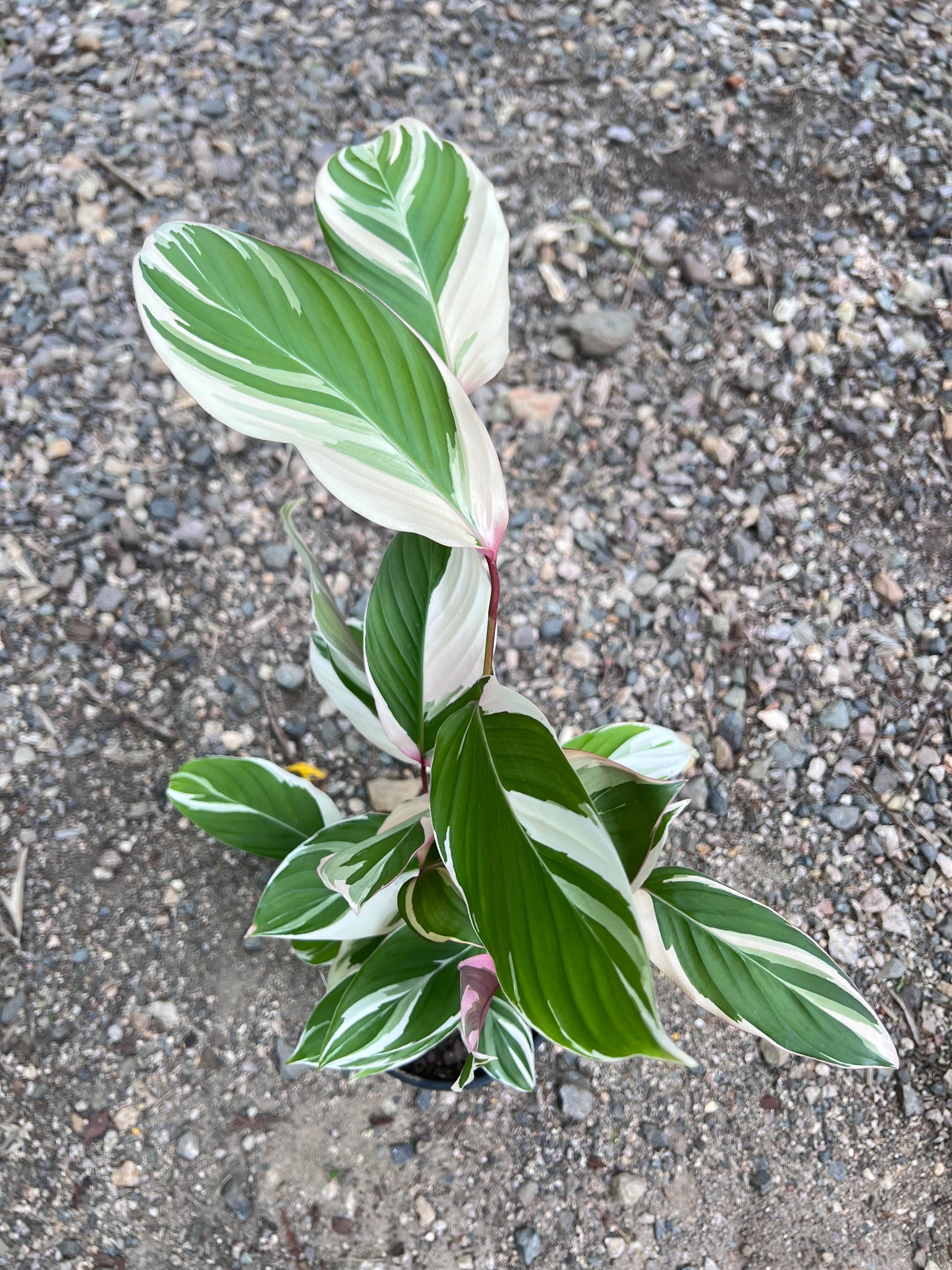 Maranta Watercolour