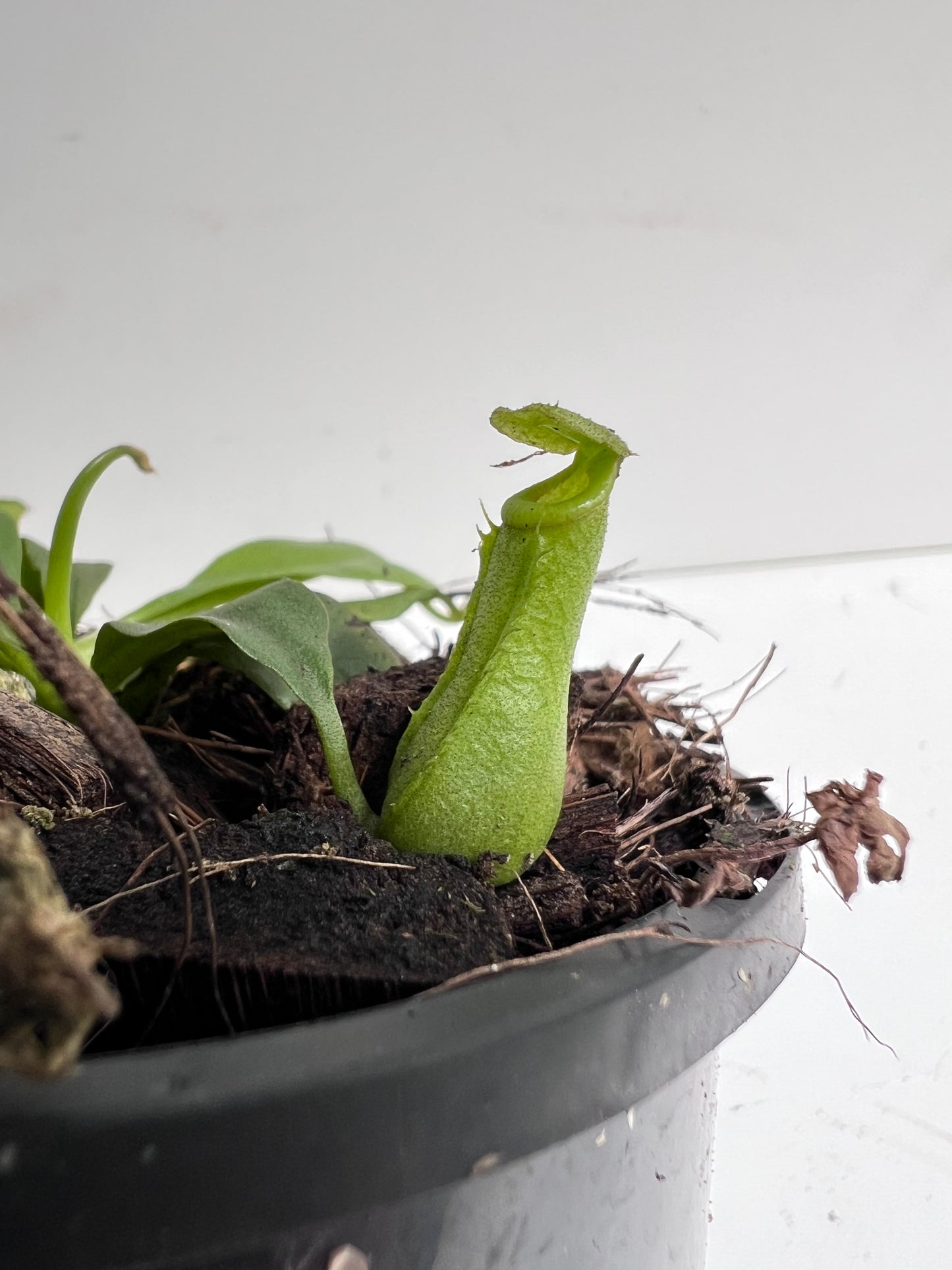 Nepenthes Bicalcarata