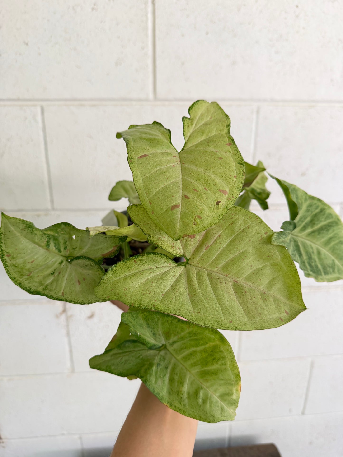 Syngonium Confetti Tricolour