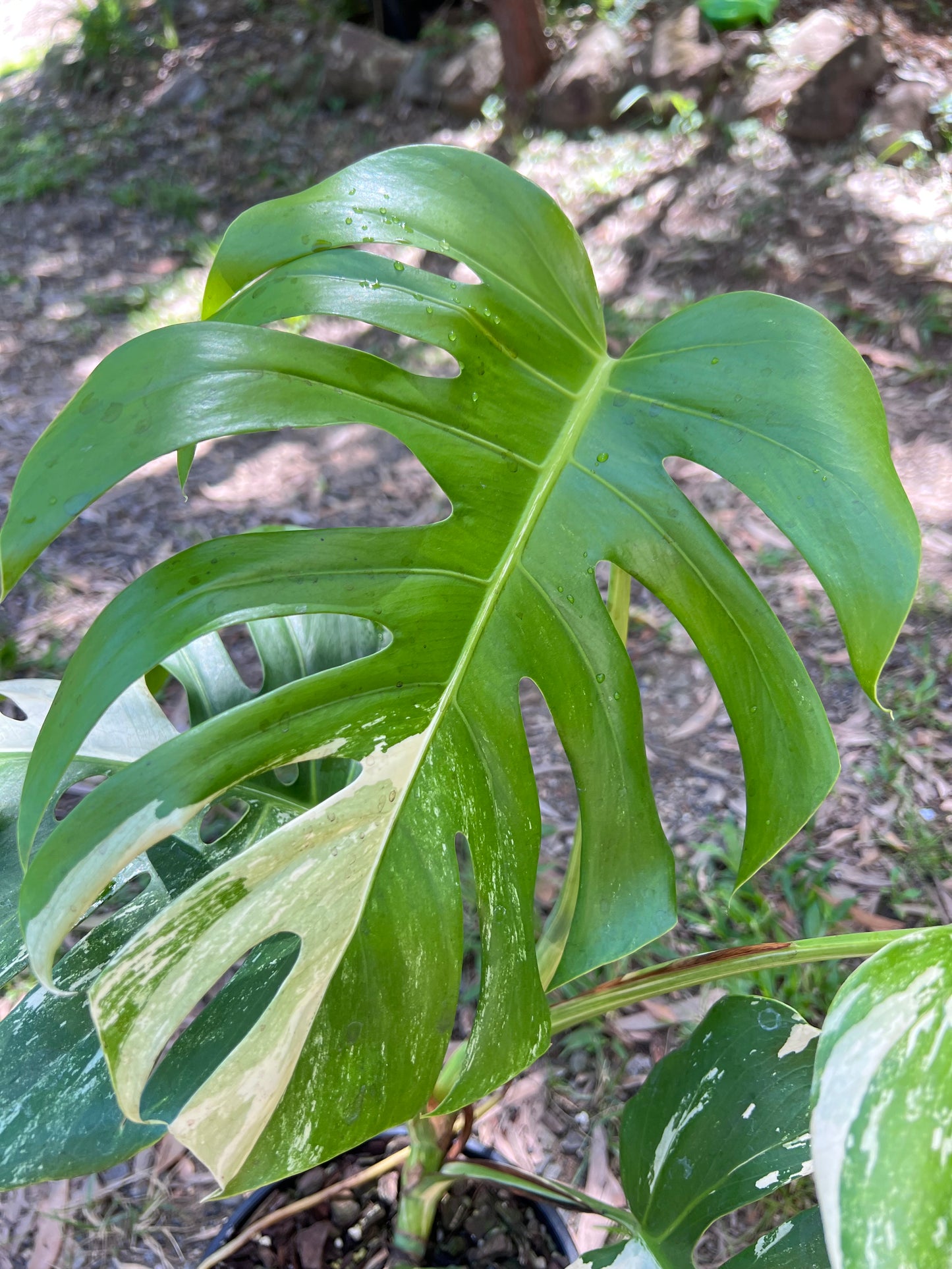 Monstera Borsigiana Albo E