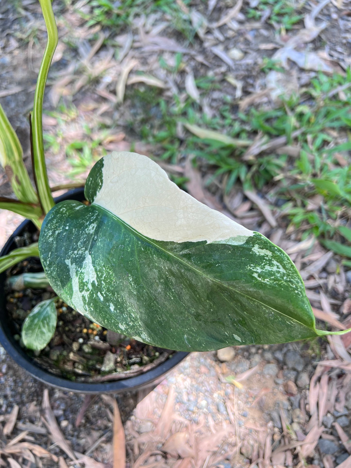 Monstera Borsigiana Albo P