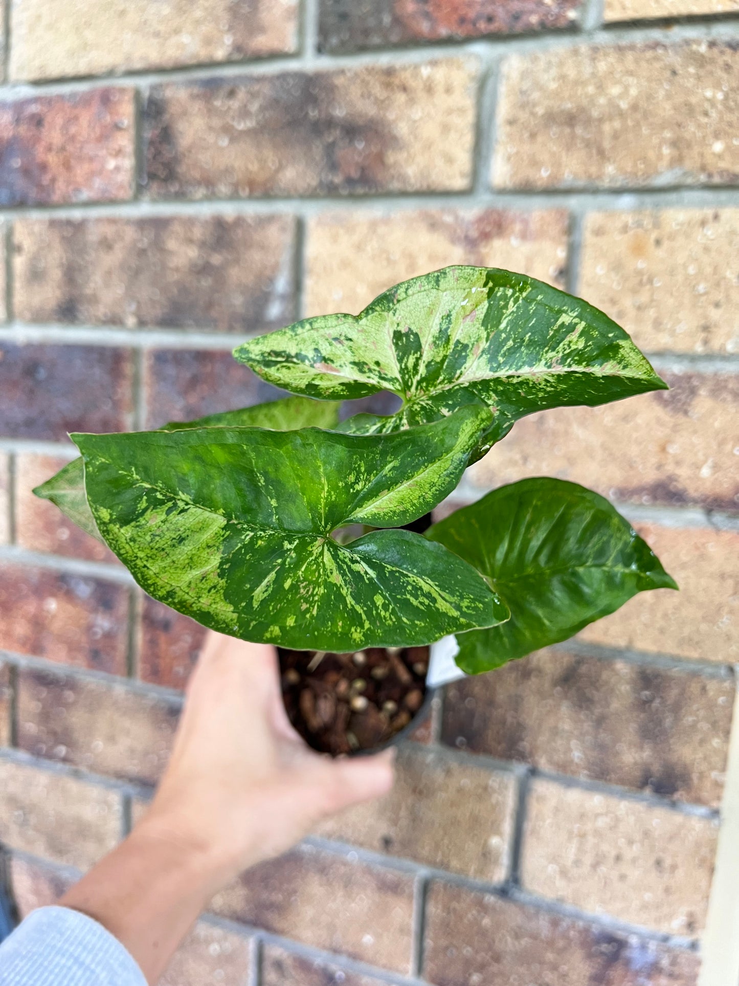 Syngonium Confetti Tricolor