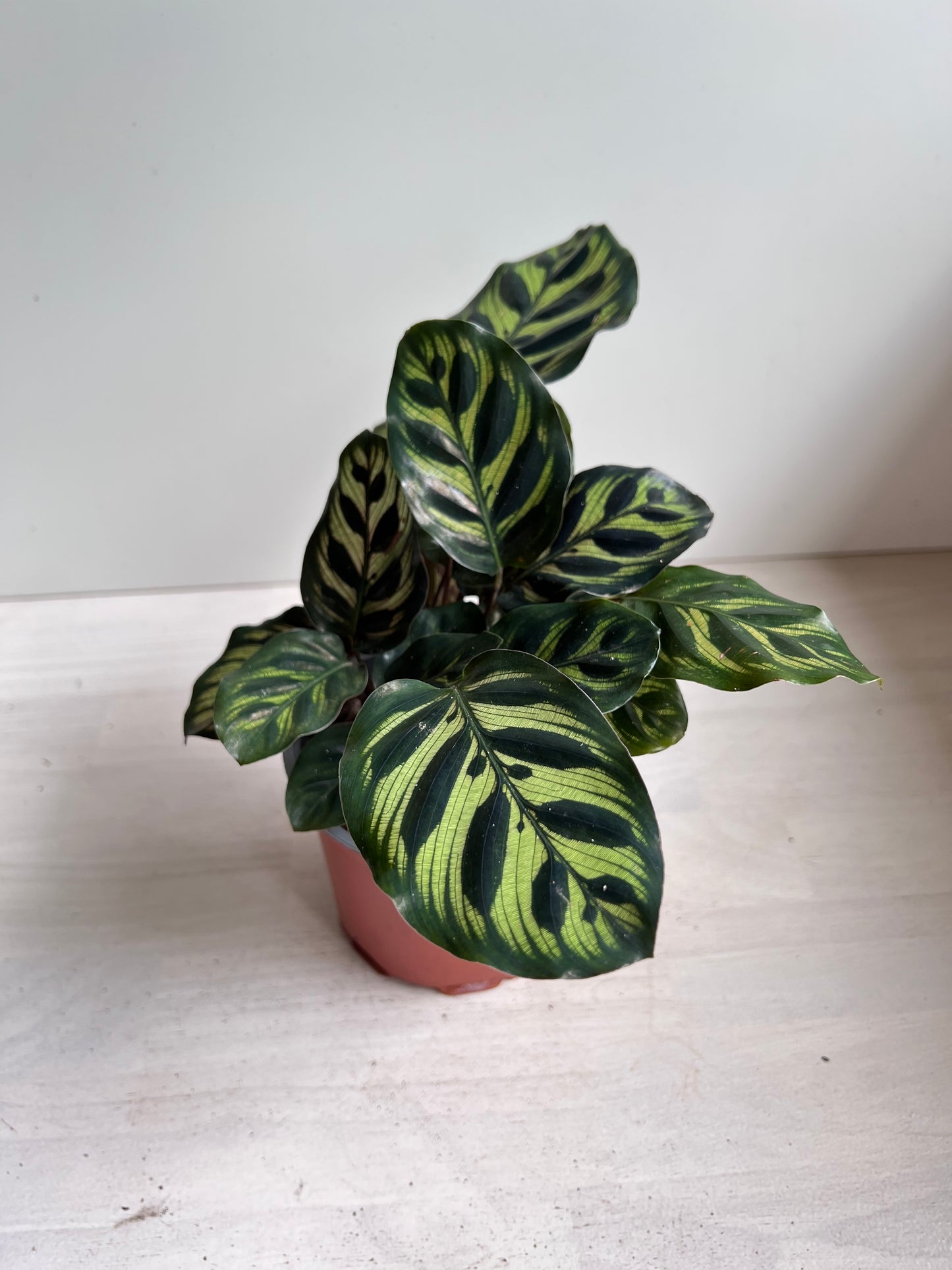 Calathea makoyana