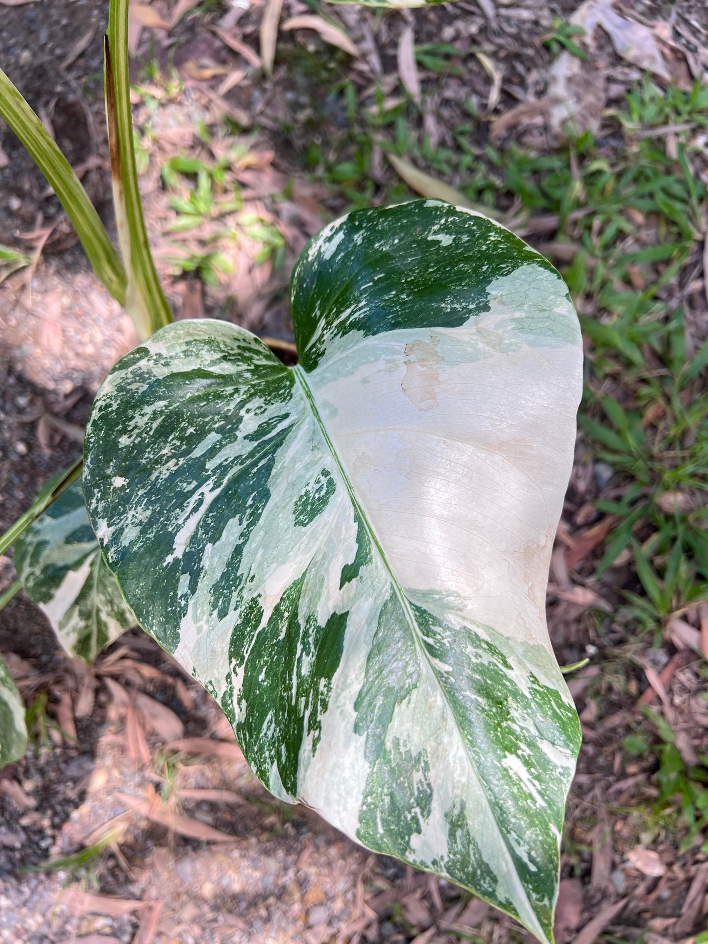 Monstera Borsigiana Albo P