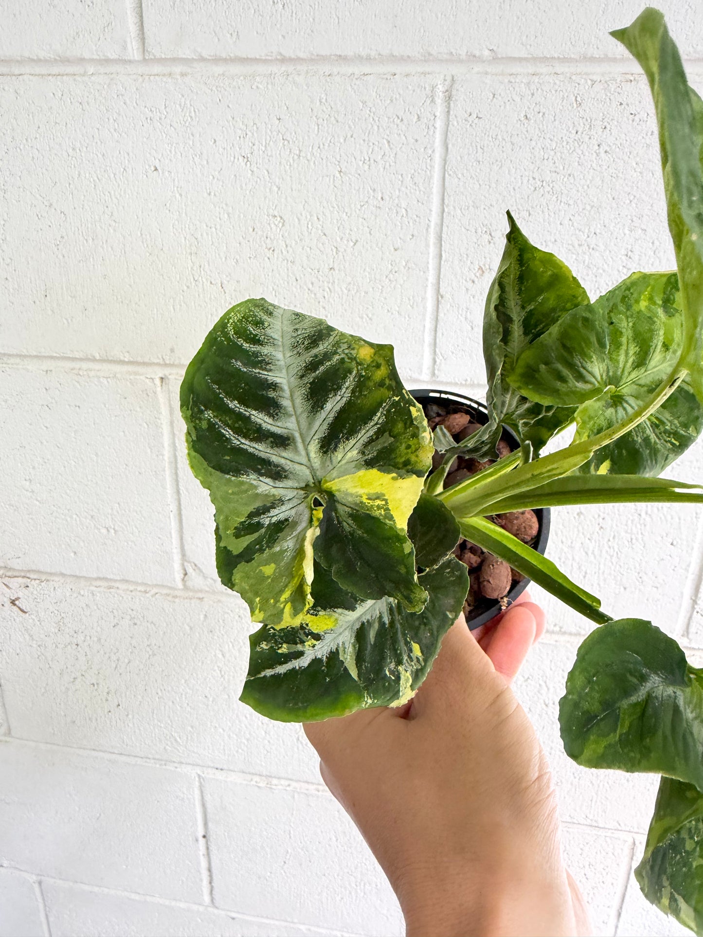 Syngonium Scrambled Eggs