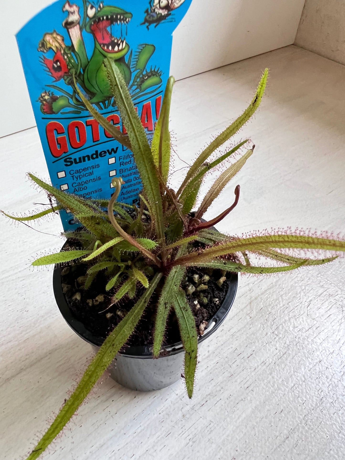 Drosera (Sundew) ‘Adelae’ - Australian Native