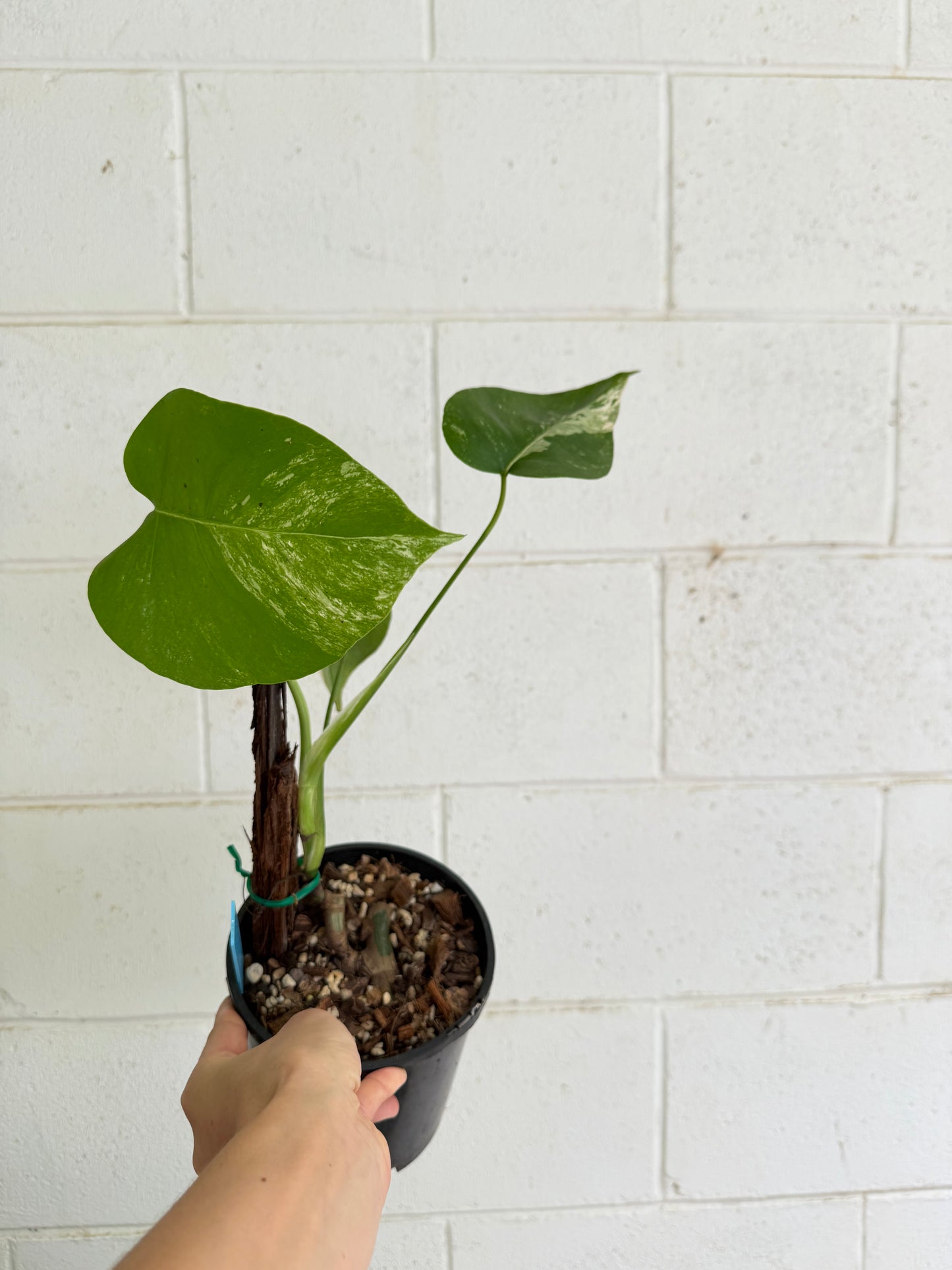 Monstera Borsigiana Variegated