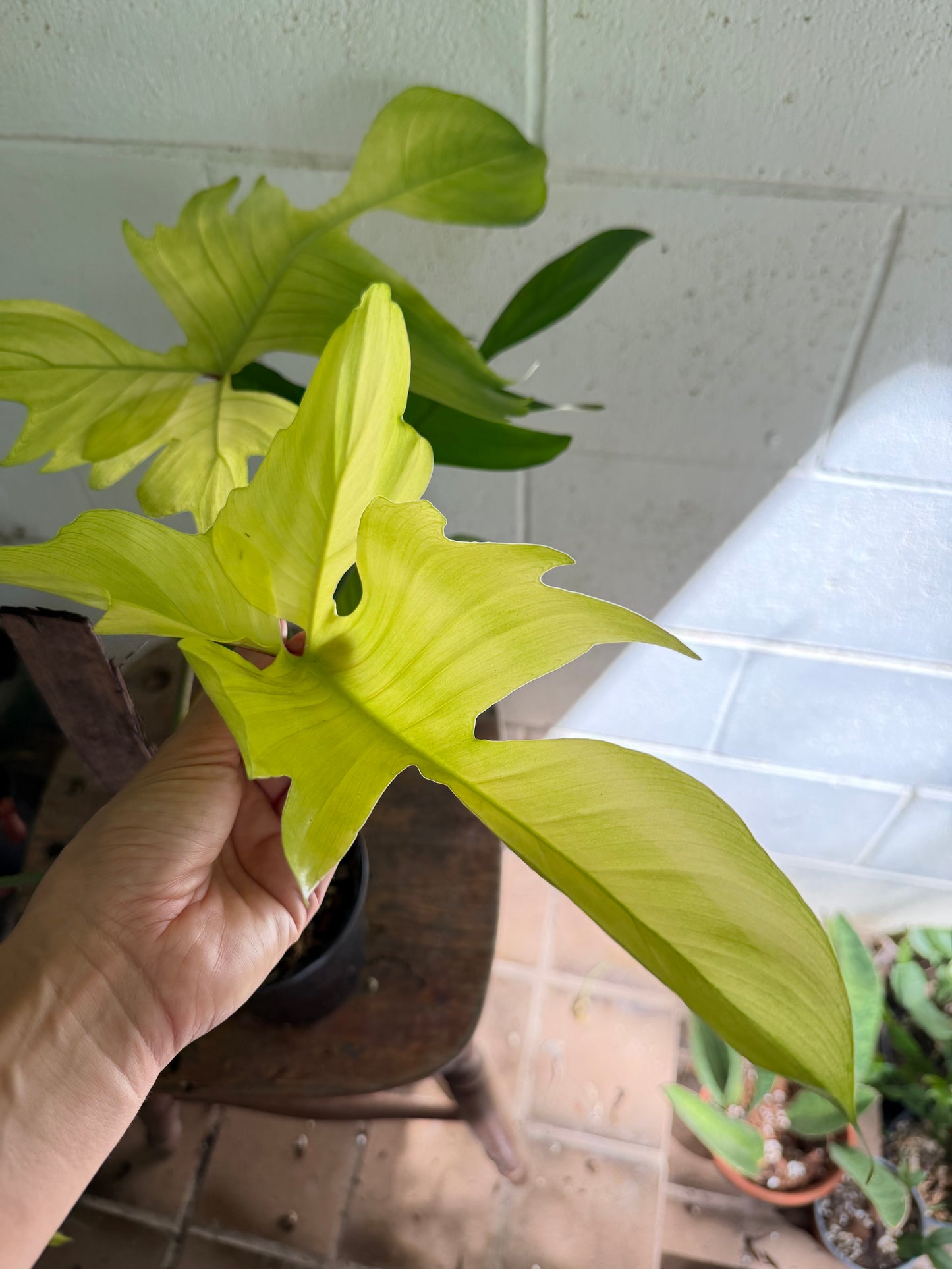 Philodendron Florida Ghost (non tc)