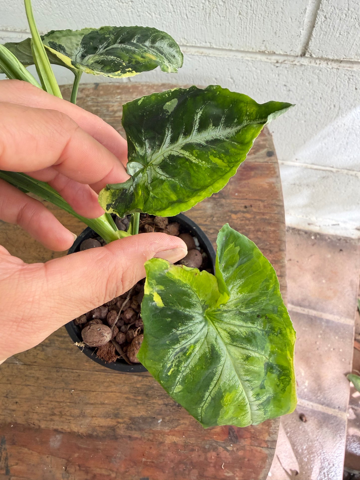 Syngonium Scrambled Eggs