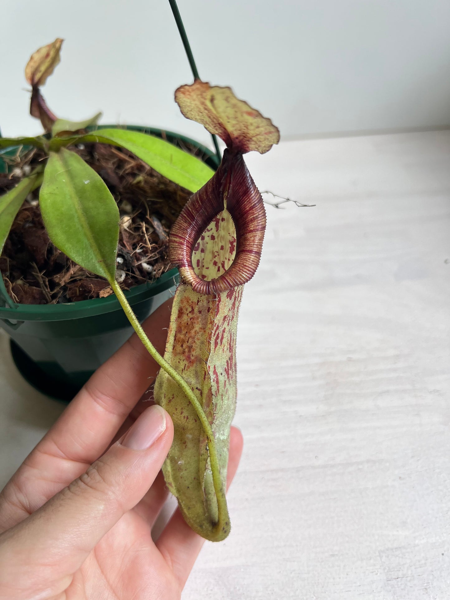 Nepenthes Dyeriana